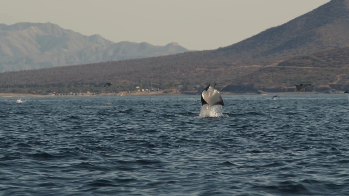 #DIDYOUKNOW: Mobula rays have wing-like fins that allow them to launch out of the water, earning them the nickname “flying rays!” It’s uncertain why they jump, but it may be to rid themselves of parasites, evade predators, communicate, corral food, or even just for fun.