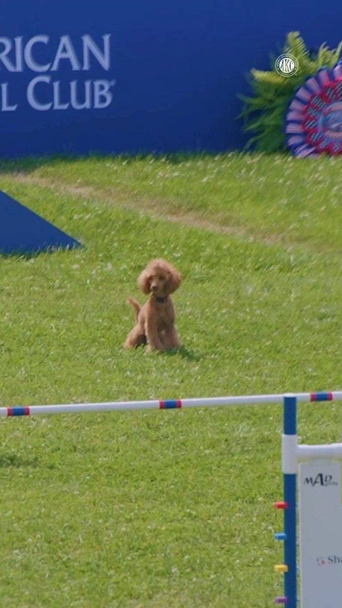 Taking the OPPORTUNITY and running with with it! 👏 Opportunity the Poodle races to a win in the 8" class at the #AKCAgilityPremierCup!
