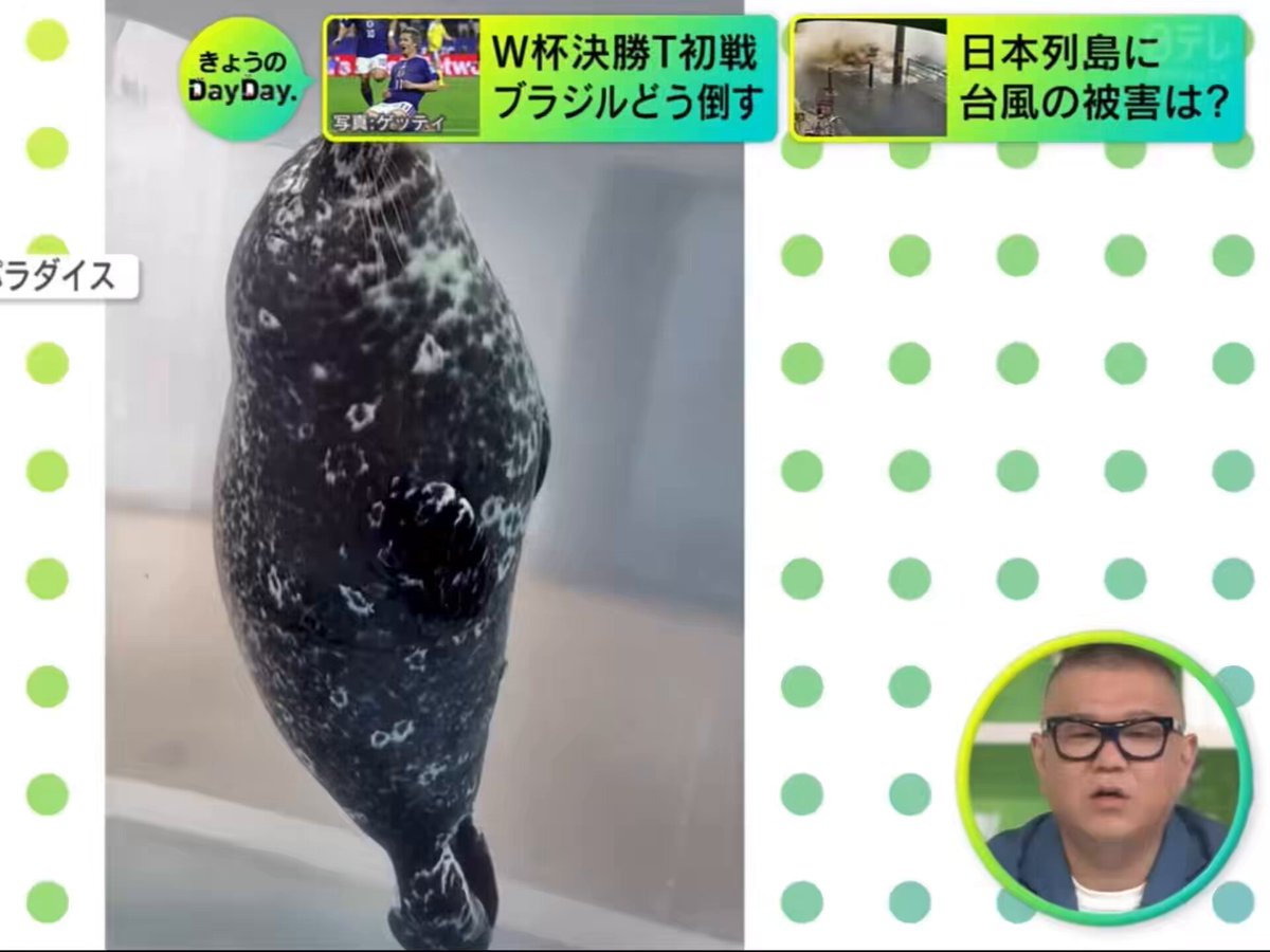 Q. ゼニガタアザラシはどれぐらい息継ぎせずに寝られるんですか？ フェンファン「3時間とか……」 山ちゃん「フェンファン‼️💢💢」 珍回答してツッコまれてる😂