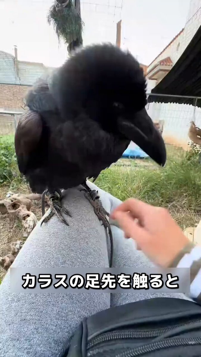 カラスって、実は「空のイヌ」だった…！？🐦‍⬛✨ 鳥類界のアインシュタインと呼ばれるカラスは、人間の8歳児並みの知能を持つと言われています。 信頼関係を築けば、子犬のように甘えてきたり、撫でられるのが大好きに！ 知れば知るほど愛おしくなる、カラスの驚くべき素顔！🐦‍⬛