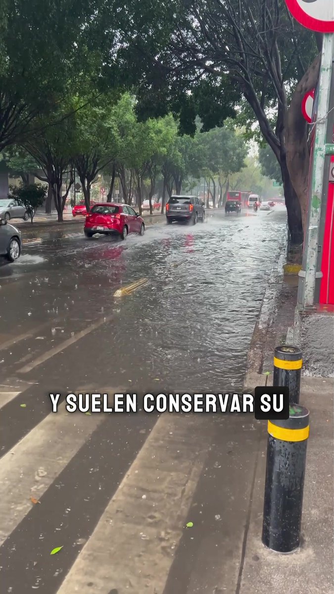 🌧️ En temporada de #lluvias, un limpiaparabrisas no es un accesorio: es un elemento de #seguridad esencial. Los modelos baratos se dañan rápido, dejando rayas que te hacen #manejar a ciegas. Revísalos periódicamente para garantizar tu visibilidad al #volante. 🚗⚠️