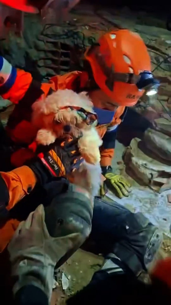 Hemos encontrado con vida a este perrito en Residencias Karina. No sabemos su nombre, pero se encuentra en muy buen estado de salud. Si alguien es su dueño, por favor acérquese a nuestros equipos y muéstreles alguna fotografía o video en su celular para poder hacerle la entrega.