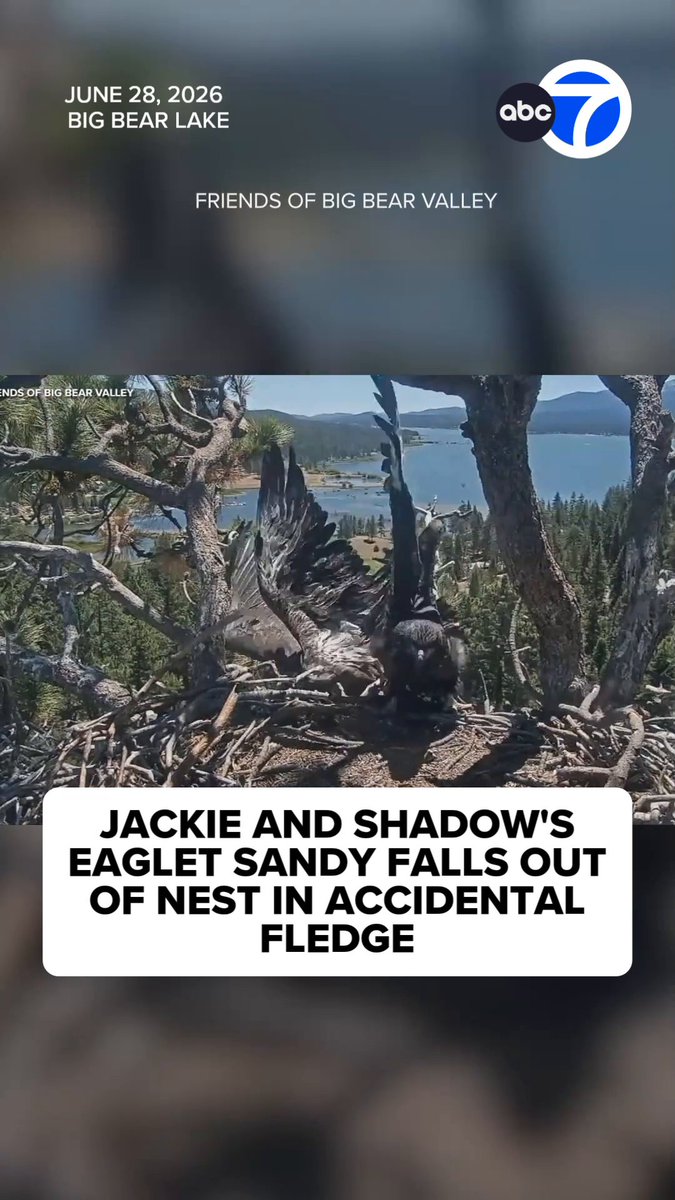 Jackie and Shadow's eaglet Sandy fell out of her nest on Sunday morning in an accidental fledge, video from the beloved Big Bear bald eagle nest shows. Read more: