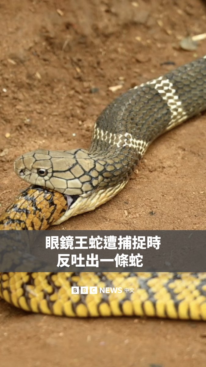 在印度南部，一支野生动物救援队捕获一条眼镜王蛇时，它吐出了此前吞下的另一条蛇。 这条蛇在夜间闯入了印度安得拉邦一户人家，并捕食了一条鼠蛇。专家表示，这是一种由压力引发的防御机制，也可能是为了减轻负重，从而更快地逃离危险。