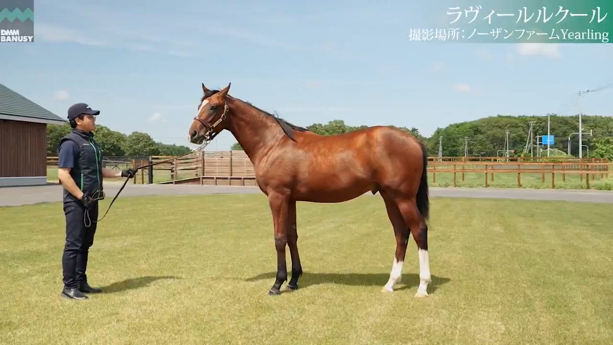 【満口御礼】6/25撮影🆕 ラヴィールルクール(牡.1歳) 2026年度1期1次募集の締切は【7月9日 23:59】までです。 なお、1期募集馬全頭を対象に、2口まで20％キャッシュバックキャンペーンも実施中です。 全妹に #ラヴズオンリーユー2026 DMM バヌーシー ▽募集馬一覧はこちら