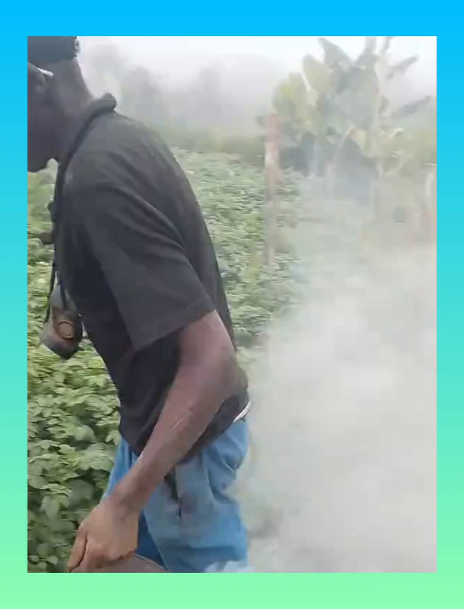 Kenyan potato farmers traditionally eradicate highly destructive mole rats by using a smoke-based method that funnels carbon monoxide directly into their underground tunnel networks. This cultural practice relies on burning easily accessible, everyday materials like charcoal in a household jiko or a concentrated mixture of dry cow dung and red hot peppers.