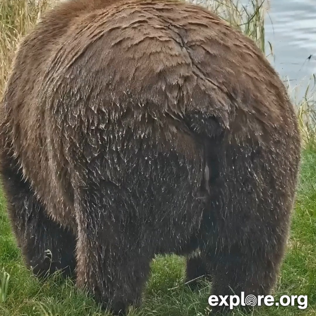 🐻 New here? We've got your guide to bear cam! Join us for Bear Cam 101: a guide to our most popular nature cams: 📅 Today (June 29) 🕐 9 AM PT / 12 PM ET