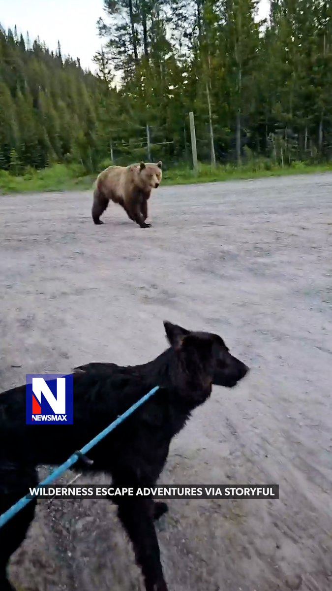 BEAR CHASE: Heart-pounding video captured the moment a grizzly bear stalked a woman and her dog during a morning walk in Alberta, Canada, last week. She made it to safety after throwing her coffee mug to distract the bear while others nearby helped scare it away.