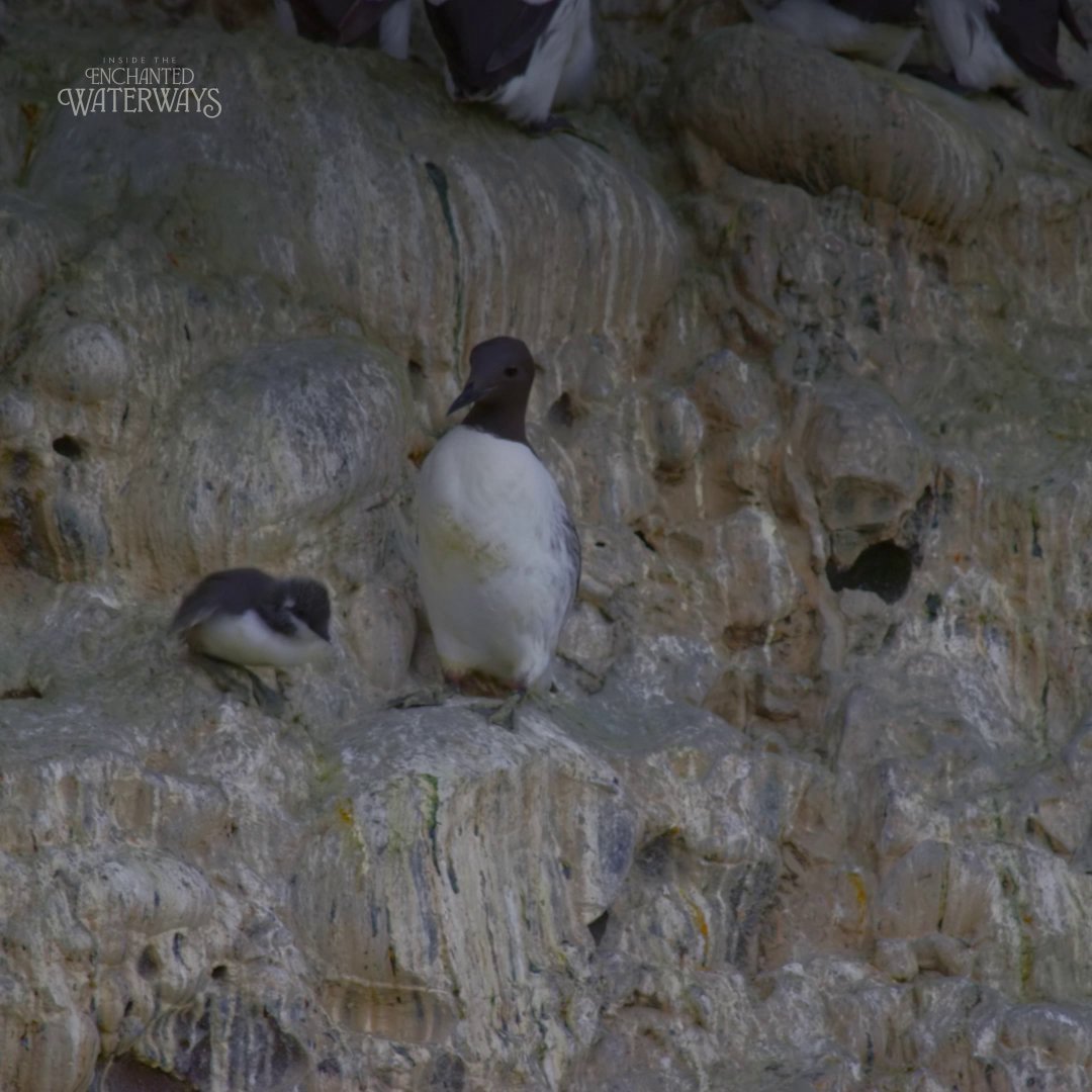Brave little guillemot 🐧 Every summer, thousands of young guillemots take this leap of faith, plunging into the depths with Dad close behind. These chicks won't return to the cliffs until it's time to become fathers themselves. #InsideTheEnchantedWaterways is streaming on Disney+ and Hulu.
