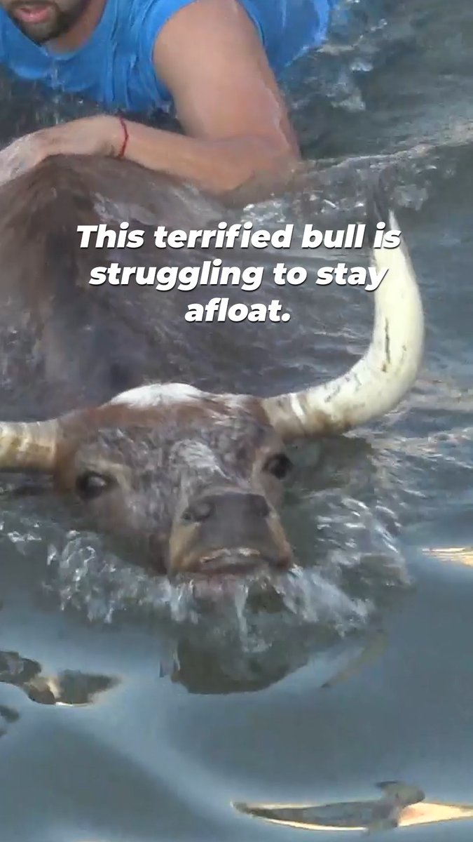 The fear and desperation in these bulls’ eyes are gut-wrenching. They’re fighting for their lives while men turn their suffering into entertainment. 💔 Spanish authorities need to ban Bous a la Mar NOW!