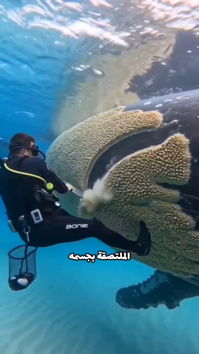 لهذا السبب الناس مايساعدون الحوت الاحدب ويزيلون عنه قشور البرنيل والحلقيات 🤯