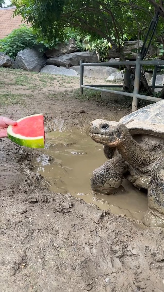 Mommy gets out of her mud wallow for just one thing...🍉