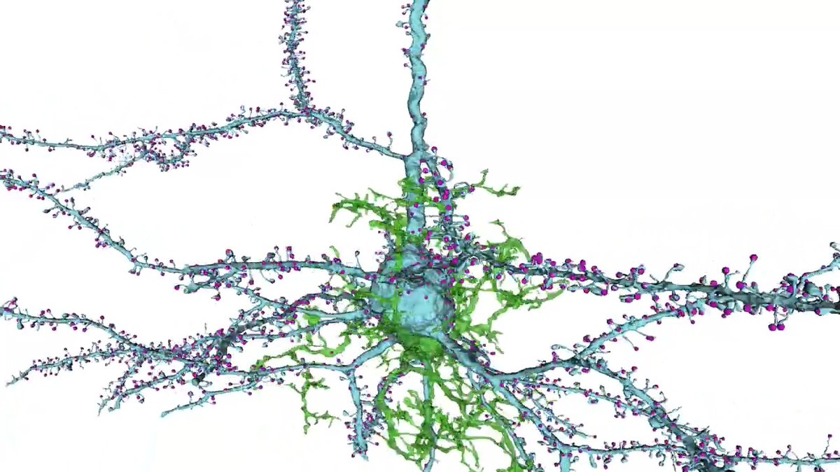 DYK around half of the brain is not made of neurons? Among the other half is the octopus-like microglia. In this visualization by our Electron Microscopy team, microglia (green) wraps around a pyramidal cell (blue), one of two types of excitatory neurons in the brain.