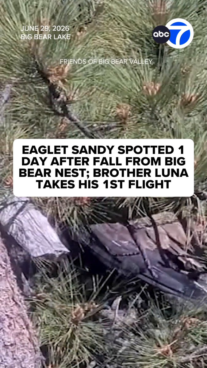 After a heart-stopping moment over the weekend, there are two pieces of good news from the beloved Big Bear bald eagle nest! Eaglet Luna took a leap of faith and fledged on Monday morning, meaning Jackie and Shadow are officially empty nesters. In another positive update, Luna's eaglet sister, Sandy, was spotted on Monday, one day after she accidentally fledged and fell out of the nest. 🦅🦅 Read more: