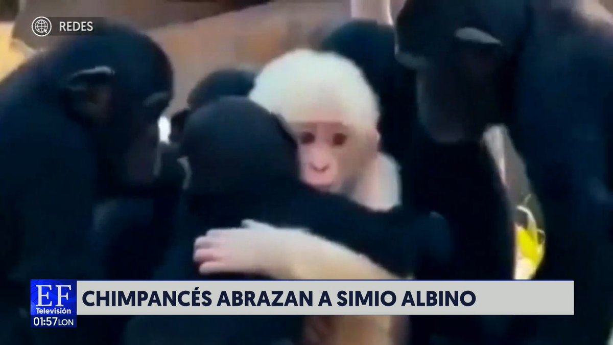 #ElFinancieroTV | 📸🐵Un grupo de chimpancés abrazó a un simio albino; llama la atención el momento del afecto. 📺: Sandra González Rull