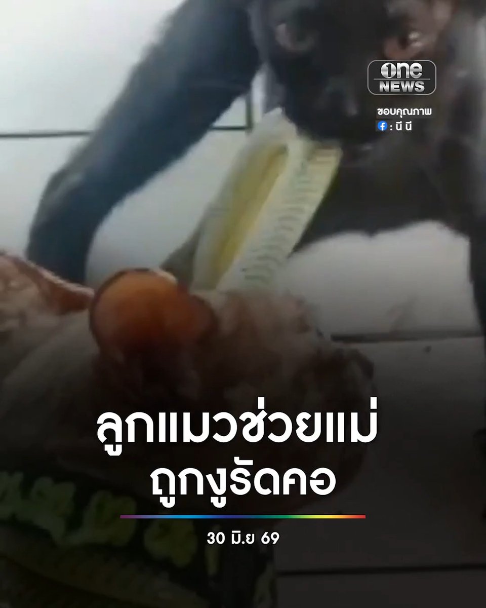 ลูกแมวช่วยแม่ ถูกงูรัดคอ จนรอดปลอดภัยทั้งคู่ #สำนักข่าววันนิวส์