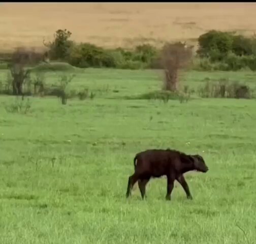 Mother buffalo held off the lions to protect her calf. And then the cavalry arrived - rather cowvalry.