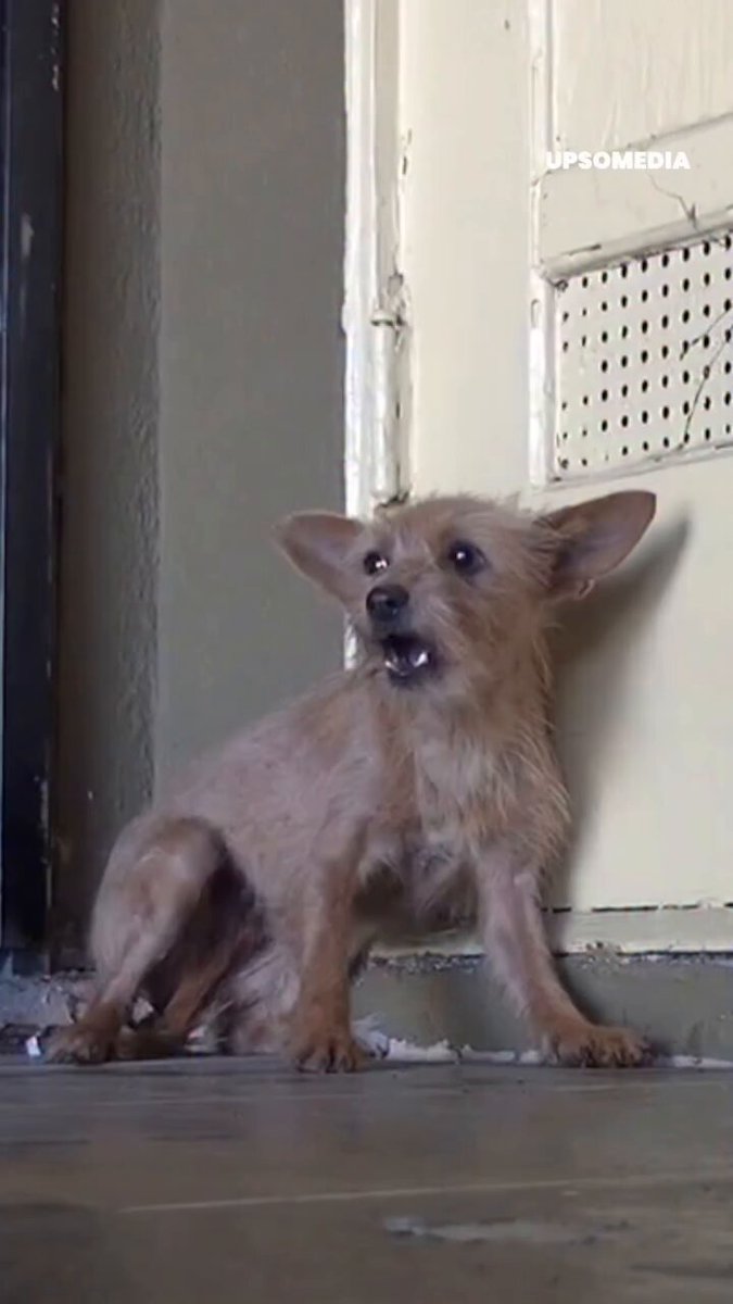 Me despido hasta el mediodía. Historia con final feliz... Esta perrita fue abandonada y no confiaba en los humanos. Y sin rehabilitación, el único camino era la inyección letal. Upsocl Verde.