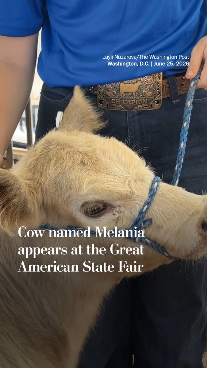 Melania, a calf from West Virginia, was presented at the Great American State Fair on the National Mall along with goats, sheep and other cows at the Agriculture Department pavilion.