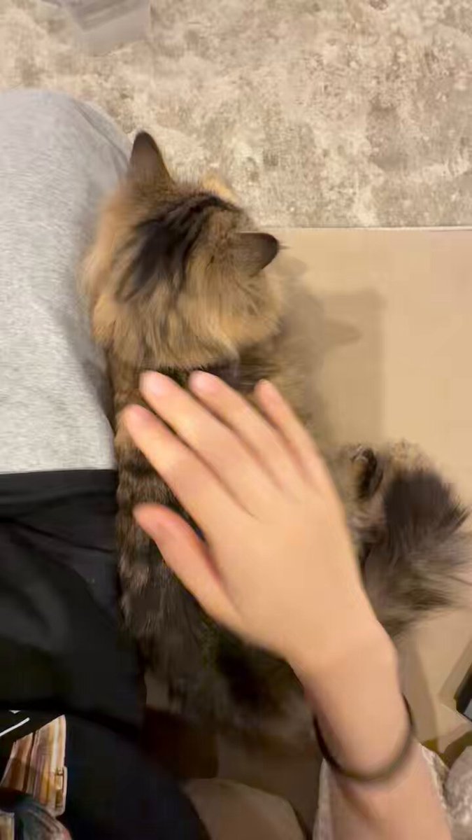 とりあえず側にいてくれるツナ