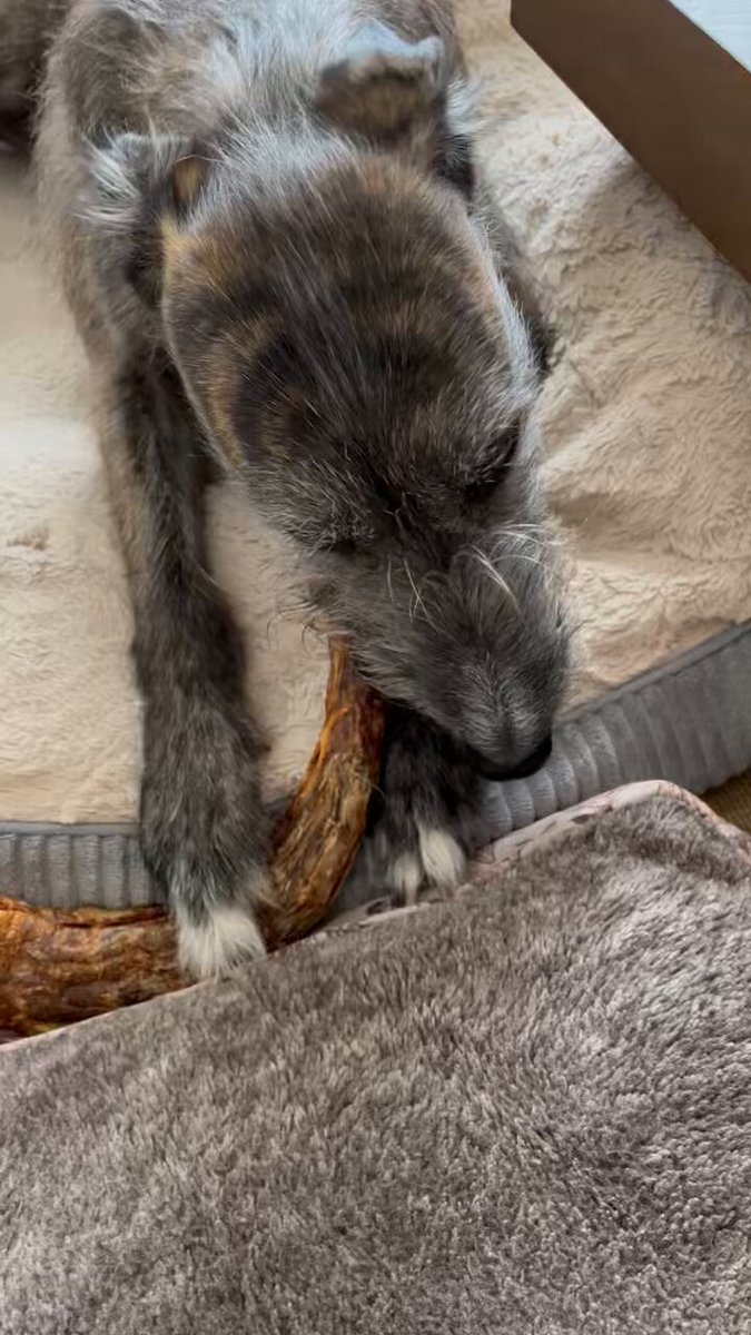 I visited a local raw dog food shop today for the first time as I’d heard good reports. I’m not feeding Ralph raw but I picked up these organic treats for him. Turkey necks, ostrich feet, tracheas and dried herring. He demolished the turkey neck in no time! #AdoptDontShop