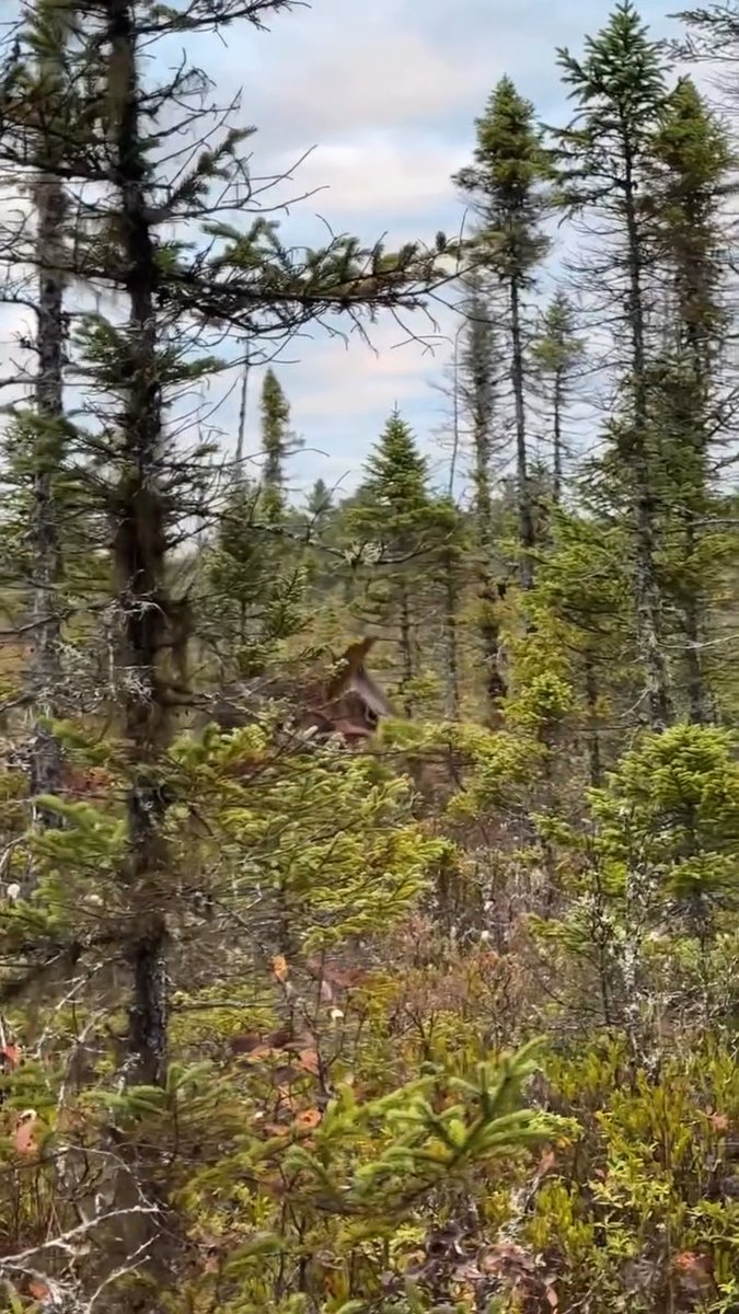 Not every giant lives out West. Credit: Allagash Antlers