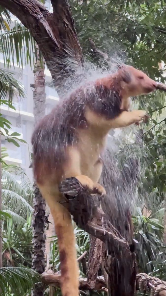 There's nothing quite like a rainy day at the Zoo! Just ask Muku 😅 📷 Keeper Bec