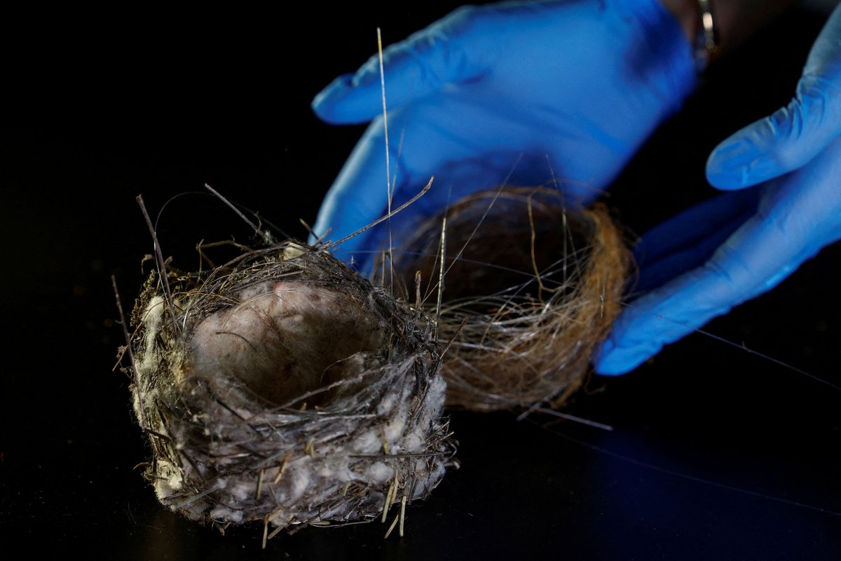 Birds near Ukraine's frontline are weaving nests from fiber-optic cables used in drone warfare, reflecting how the conflict is reshaping the natural environment, researchers say