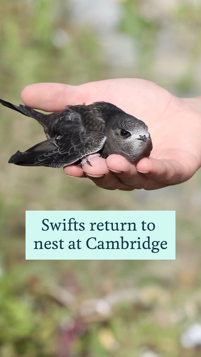 Swifts have returned to nest in Cambridge, settling in Darwin College for the very first time 🐣 As swift numbers continue to decline, Dr Mike Rands, Master of Darwin College, explains how simple measures like installing swift nest boxes and swift bricks can help protect these remarkable birds. “One of the things that the University of Cambridge is doing to try to help recover the swift population is to put nest boxes on buildings around the University, to compensate for the fact that natural nest sites have disappeared as a result of new modern buildings,” Dr Rands explains. Learn more about our swift chicks and follow their journey here 👉