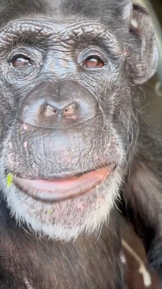 Happy birthday Chloe! At 57 she's the oldest animal at the zoo, and her care staff call her the queen 👑