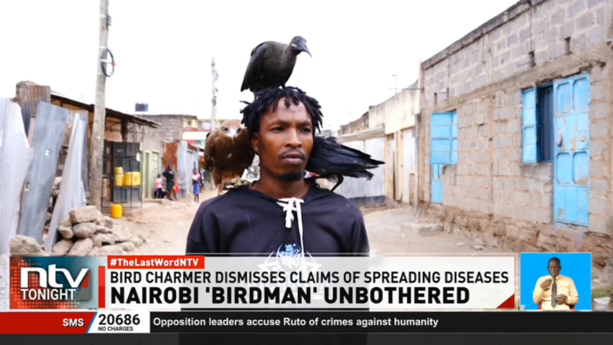 Nairobi 'Birdman' Unbothered Authorities are concerned that a man keeping wild and domestic birds, and eating with them from the same plate, could trigger an outbreak of zoonotic diseases. But Rodgers Magutha (the Nairobi bird man) dismissed the claims. #NTVTonight Ben Kitili