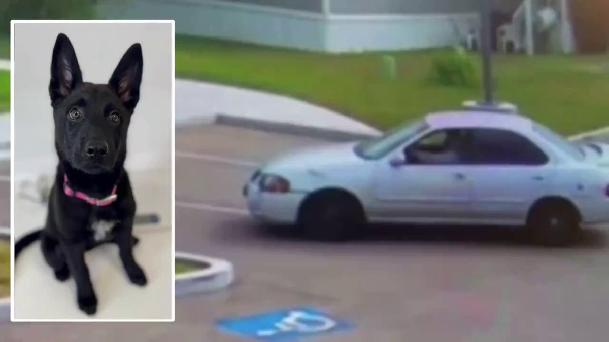 A 3-month-old puppy tries chasing after its owner after being abandoned in a California parking lot. Heartbreaking. Security footage shows the owner leaving the puppy behind in Fresno before driving away. The confused puppy runs after the vehicle and nearly gets hit by a passing car