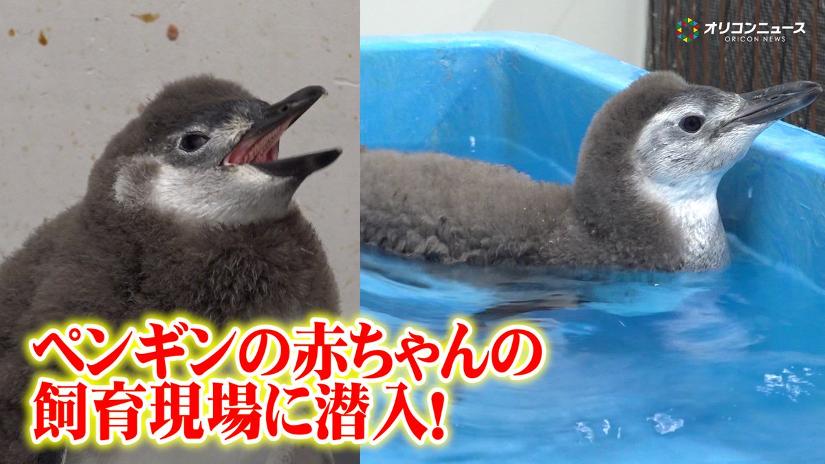 すみだ水族館で暮らすペンギンの赤ちゃんの飼育現場に潜入！ 貴重なごはんの時間やプール練習の様子を公開