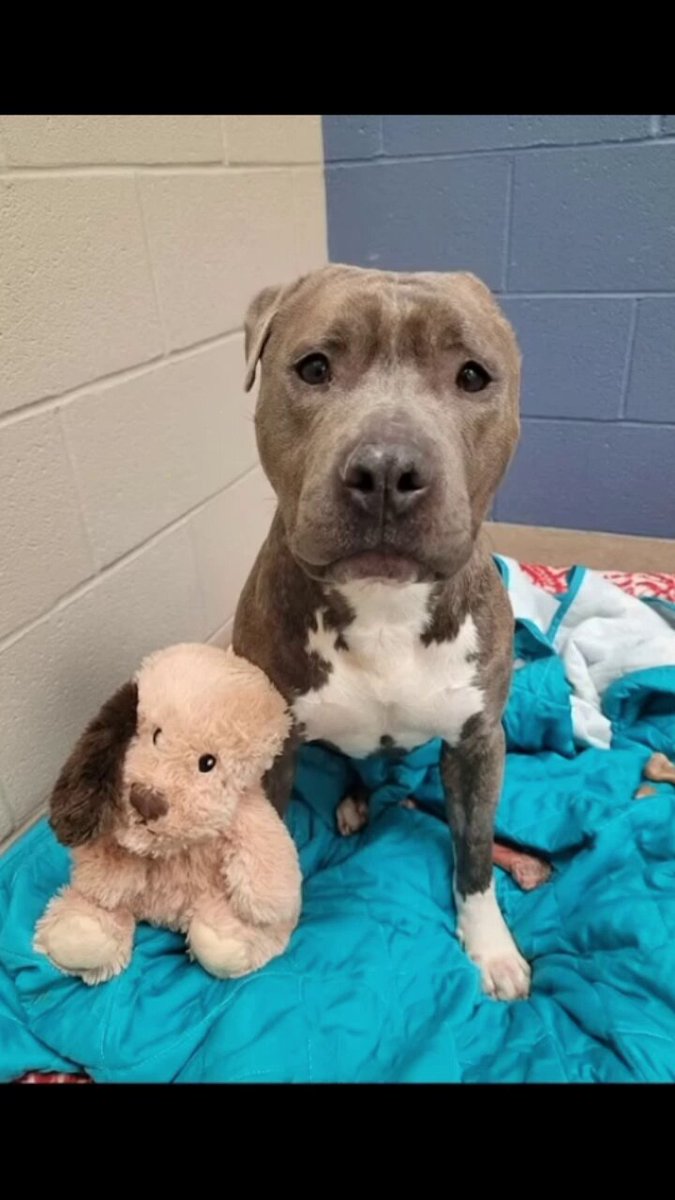 Once confined to a lonely life outdoors, Bruno endured years of neglect in silence. But everything changed when he was rescued. Now, this sweet one-eared dog has found love, peace — and a plush toy he never lets go of. 💛 Most of all, he has a new dad who sees him for the wonderful soul he is.
