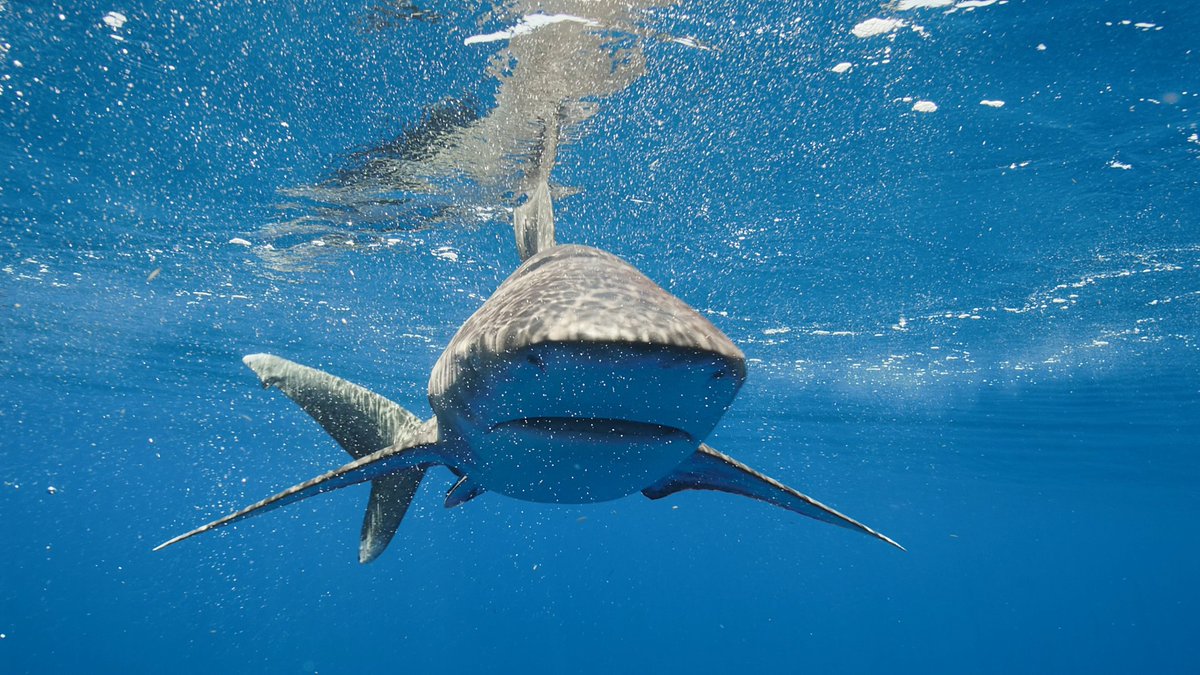 Just keep swimming 🦈 Oceanic whitetip sharks are obligate ram ventilators, meaning they must continuously swim forward so oxygen-rich seawater flows into their mouths and over their gills. #SharkWeek returns Sunday, July 26 on Discovery. 📸: James R.D. Scott #whitetipshark #ocean #shark
