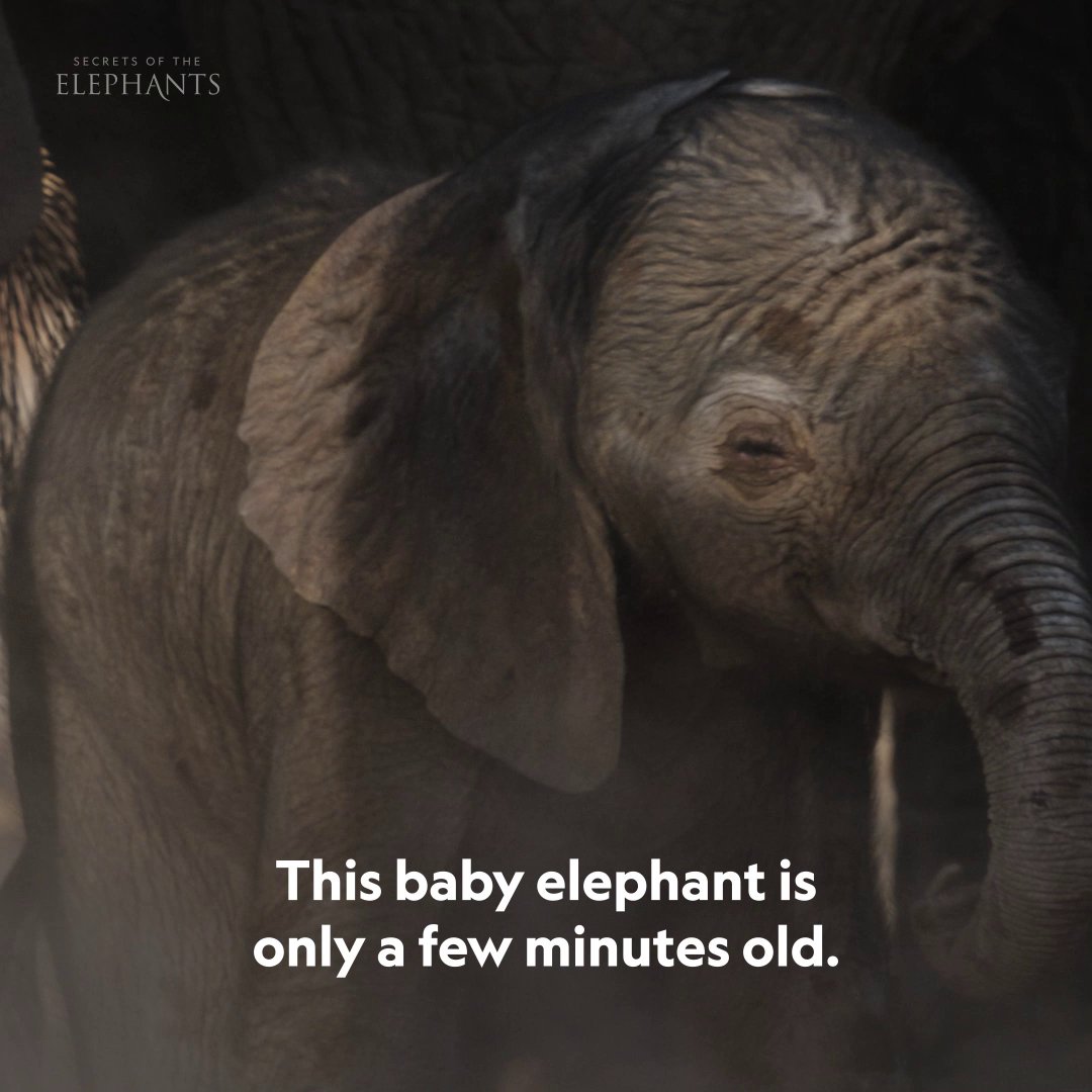 Those first steps may be stumbles, but this elephant calf has a lot of potential—even the mightiest matriarch was once this small. 🐘 #SecretsOfTheElephants is now streaming on Disney+ and Hulu.