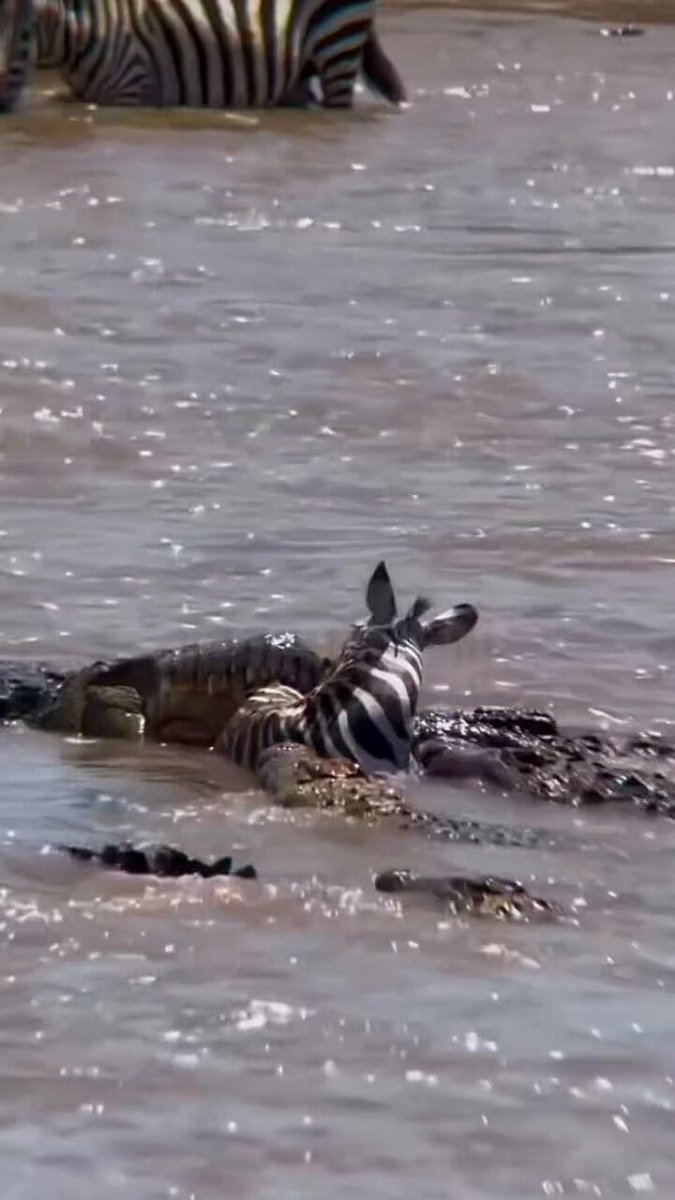 The ultimate test of survival. Crossing the river is easily the most dangerous part of the migration. #AnimalKingdom #Predator #Nature