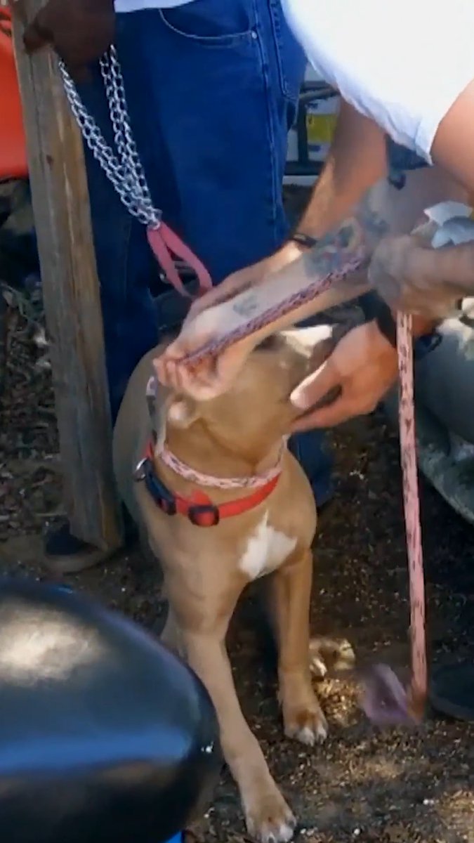 Watch a parole officer save a stranded dog! 🐾 #PitBullsandParolees