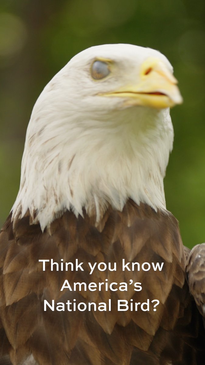 With Independence Day around the corner, it felt like the perfect time for a few fun facts about America’s favorite bird. 🦅🇺🇸