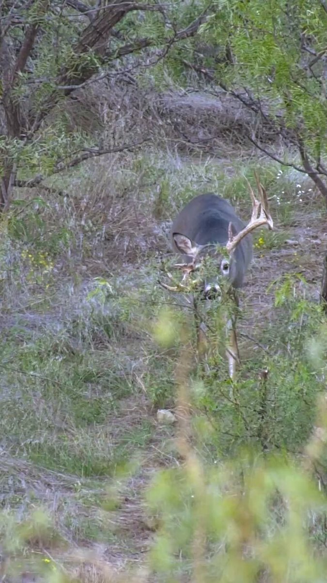 Name this buck! ⬇️