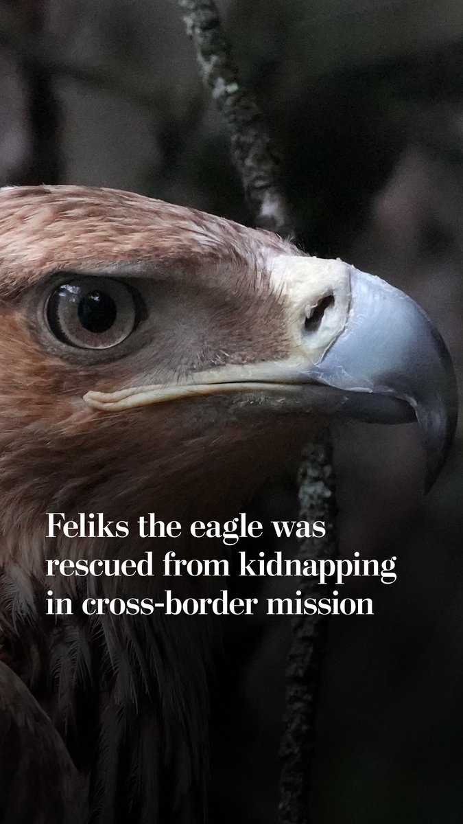In what sounds more like an action movie than real life, Feliks the eastern imperial eagle was rescued and returned to his home in Serbia after flying to Syria and being kidnapped and sold across borders in the Middle East. Read more: