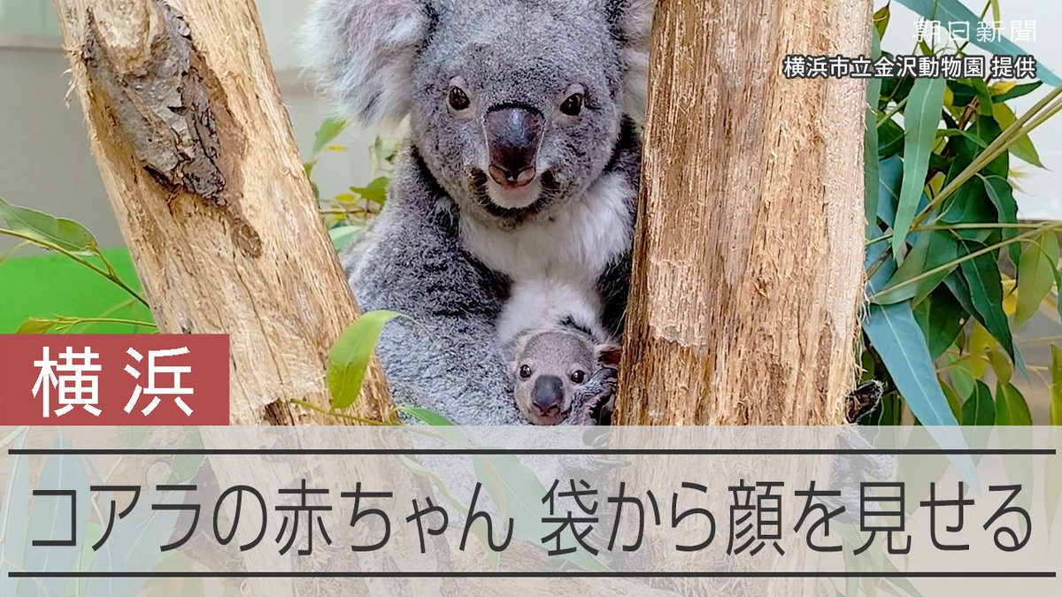 【動画】赤ちゃんコアラ母の袋から顔ひょっこり 横浜の動物園で「出袋」確認 横浜市立金沢動物園で昨年12月に生まれた赤ちゃんコアラが時折、母コアラ「たんぽぽ」の袋の中から顔を見せ始めました。