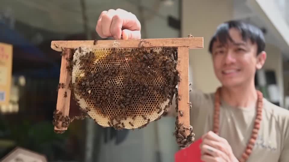 Armed with nothing but a bandana and his bare hands, Clarence Chua rescues bees, scooping them from nests into wooden boxes to relocate them, sometimes to his own backyard. He is one of Singapore's few dedicated bee rescuers