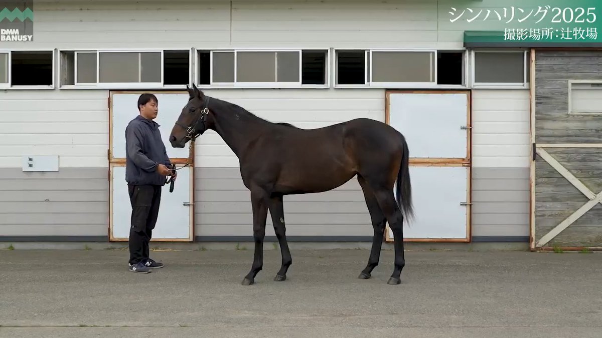 【関係者インタビュー】6/26撮影🆕 シンハリング2025(牝.1歳) 父 イクイノックス 厩舎 大竹正博/関東 募集総額 4600万円/ 2000口 一口金額(一括) 23000円 一口金額(分割) 3840円(6回) 20％キャッシュバック 4600円 1次募集は7月9日(木) 23:59まで DMM バヌーシー
