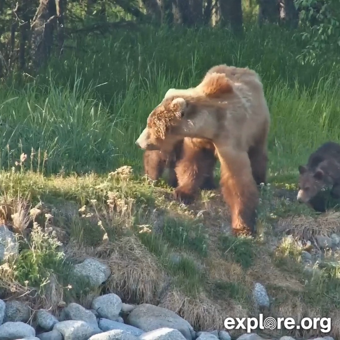 Bear 284 arrives with 2 spring cubs! 🐻 🐻 It's the season of cubs!
