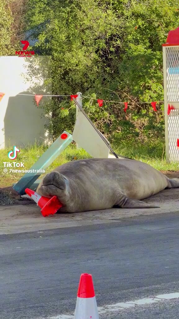 Crown Neil immediately! Long live Neil the seal 🫶