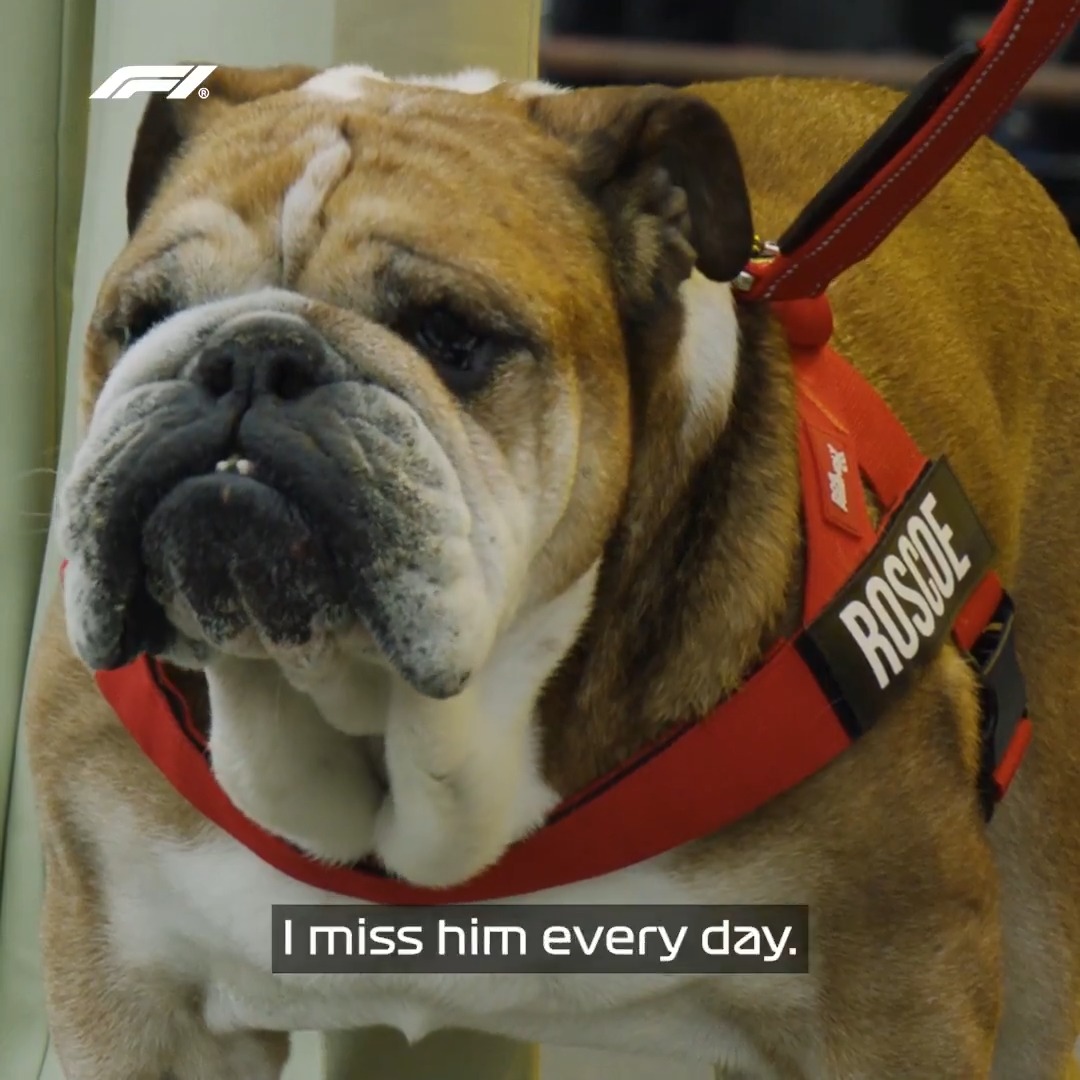 “I miss him every day” It’s not the same without Roscoe 🐾