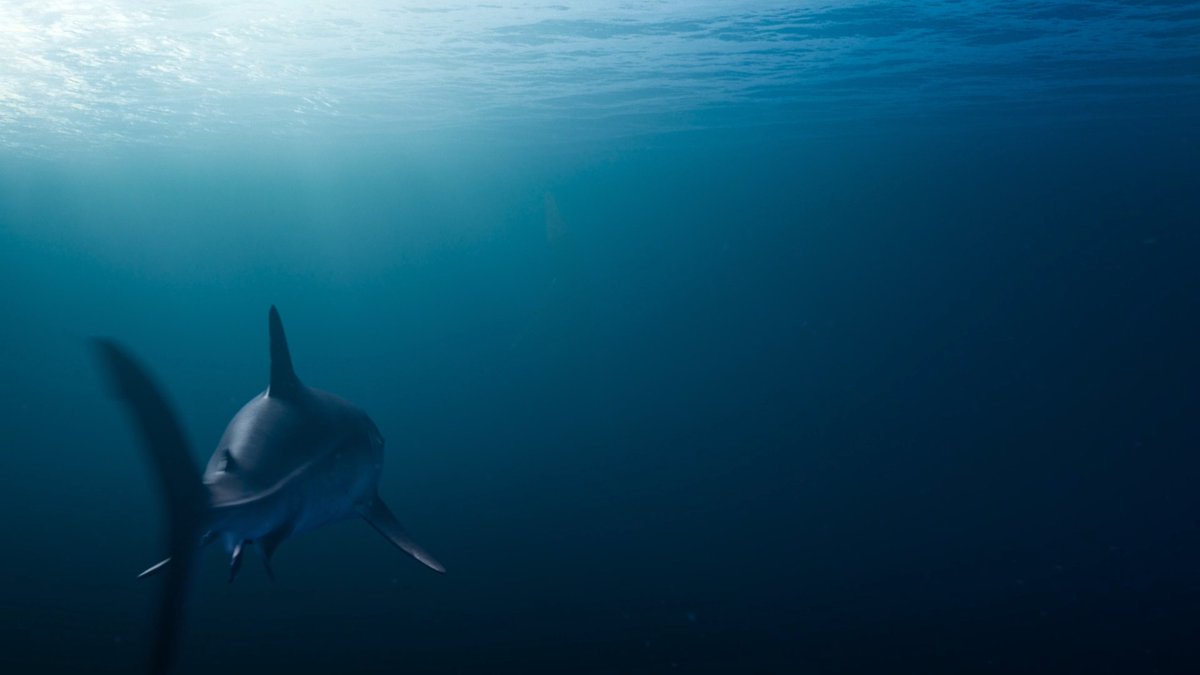 Meet the fiercest predators you've never heard of. 🦈 #SurvivingEarth | Thursday 8/7c | NBC and next day on Peacock
