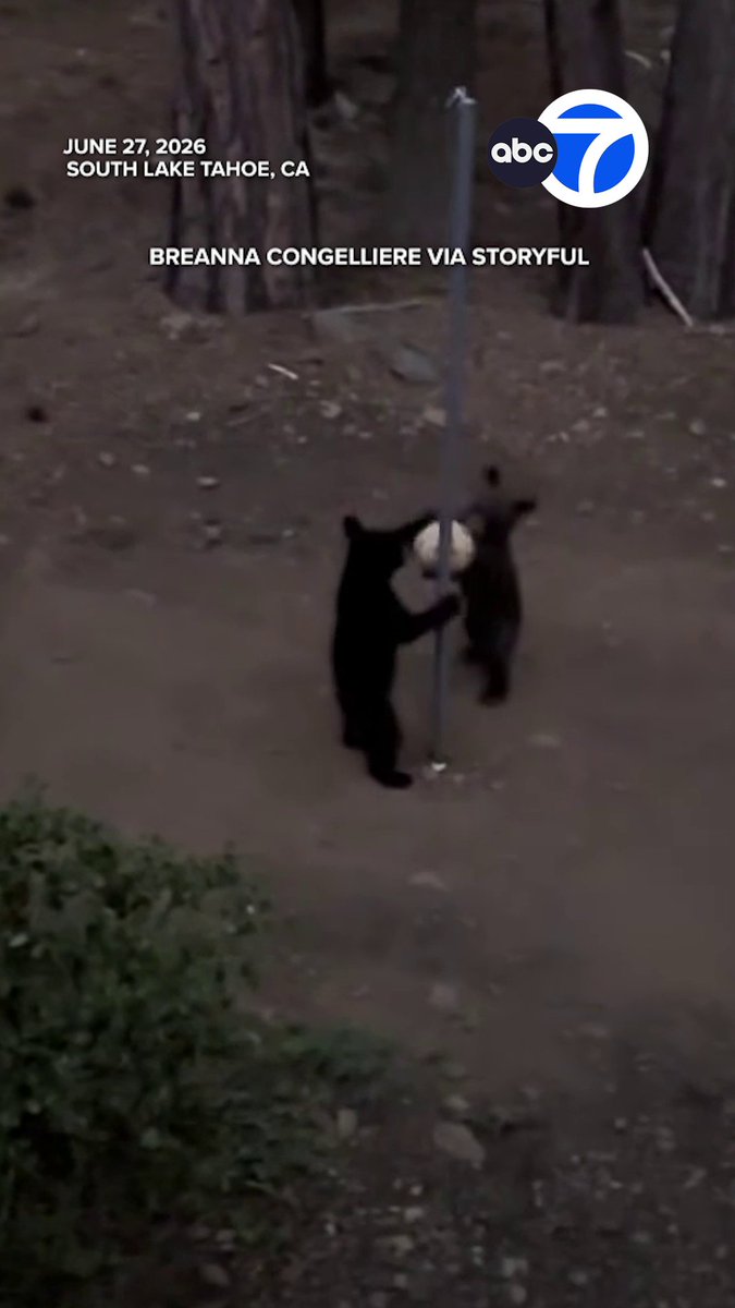 Two adorable bear cubs were spotted playing with a tetherball in South Lake Tahoe, California.