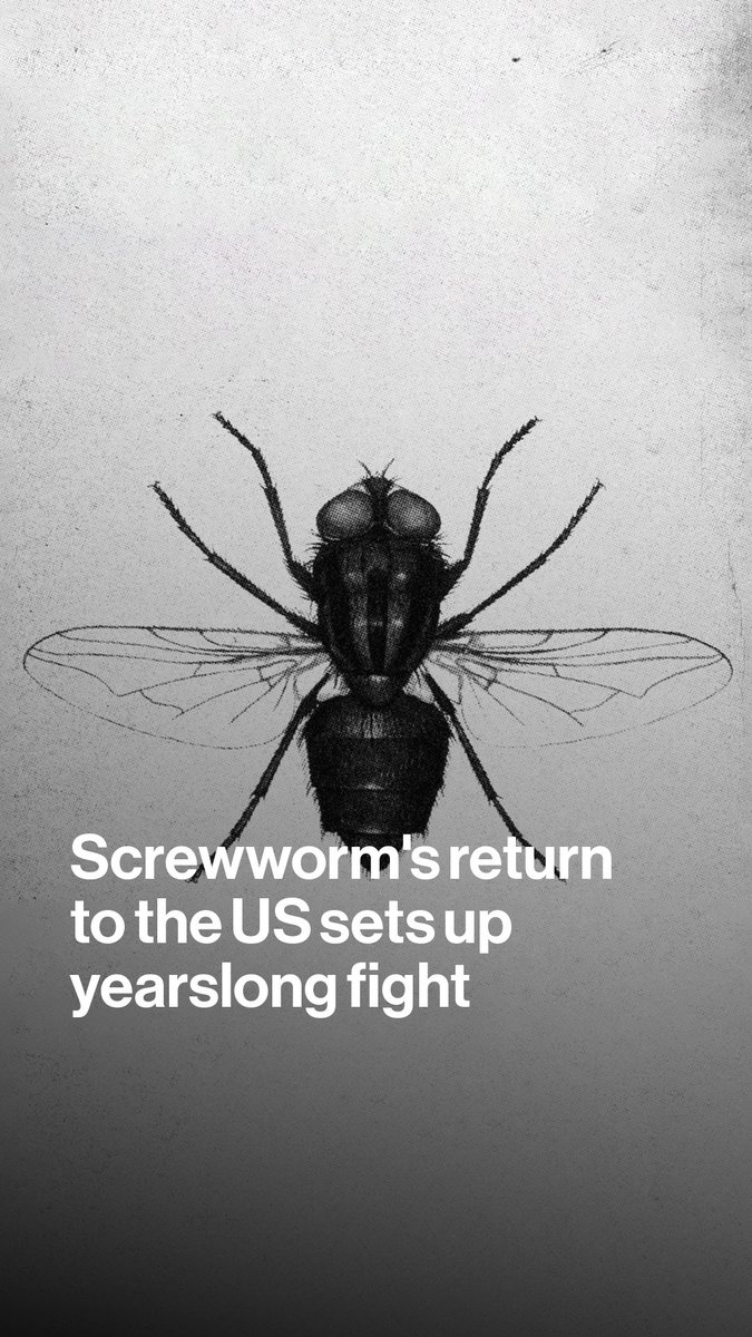 For the first time in about fifty years, the New World screwworm is back in US livestock. Bloomberg's Ilena explains how the parasitic fly will affect beef prices and how the USDA is responding